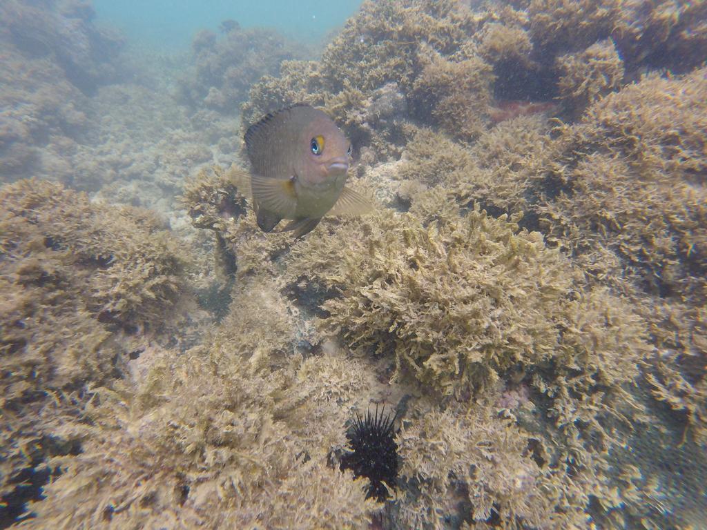 Pousada Caribe Nordestino Tamandaré 外观 照片