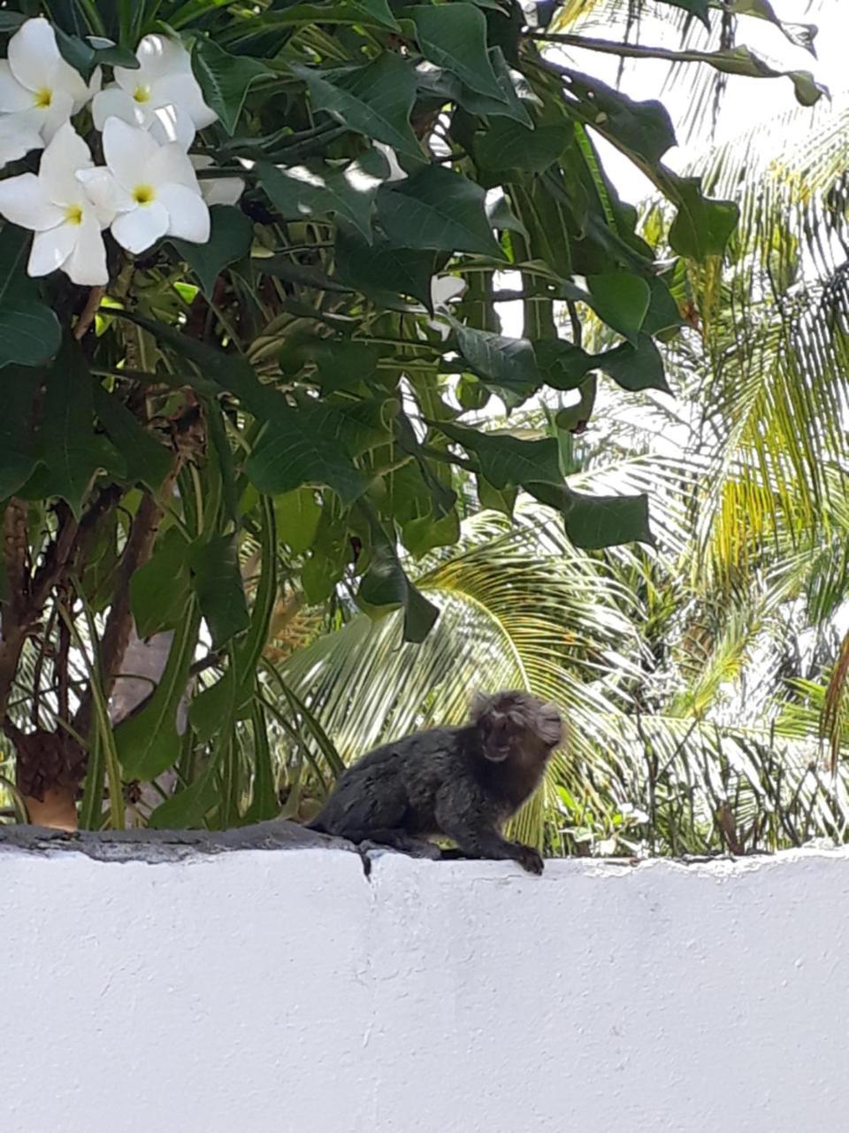 Pousada Caribe Nordestino Tamandaré 外观 照片